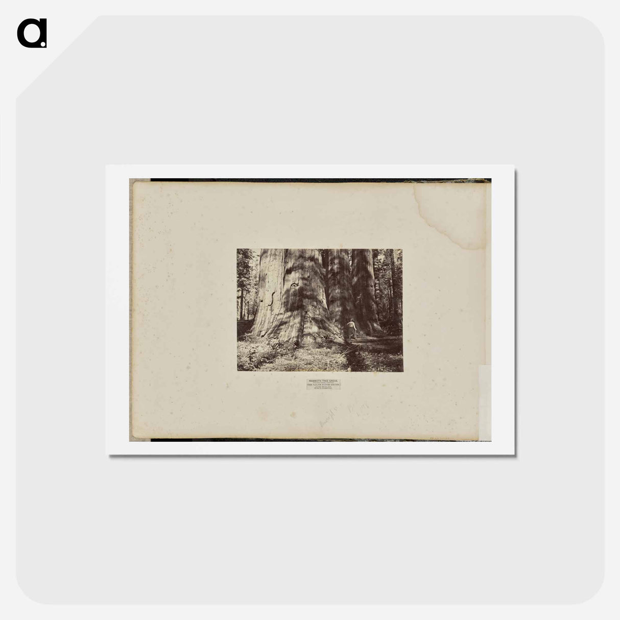 アートポストカード-Mammoth Tree Grove
- エドワード マイブリッジ Postcard.