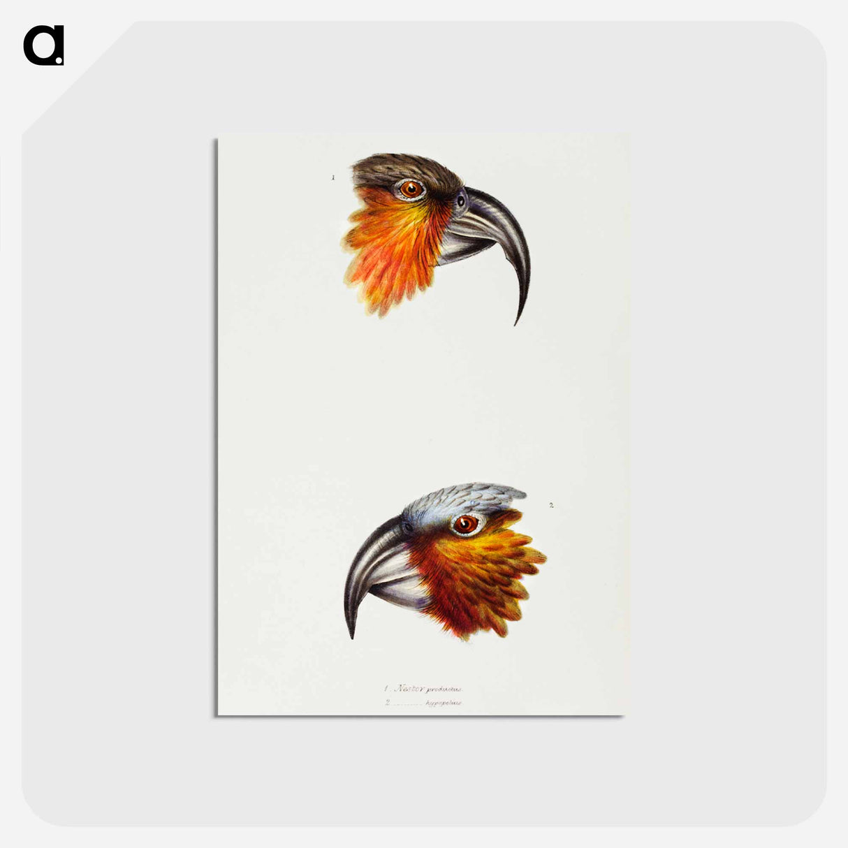 アートポストカード-Norfolk Kaka and Kaka Parrot
- ジョン グールド Postcard.