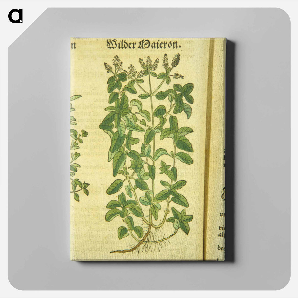 アートパネル-Zamer Maieron, wilder Maieron
- 国立医学図書館 Canvas.