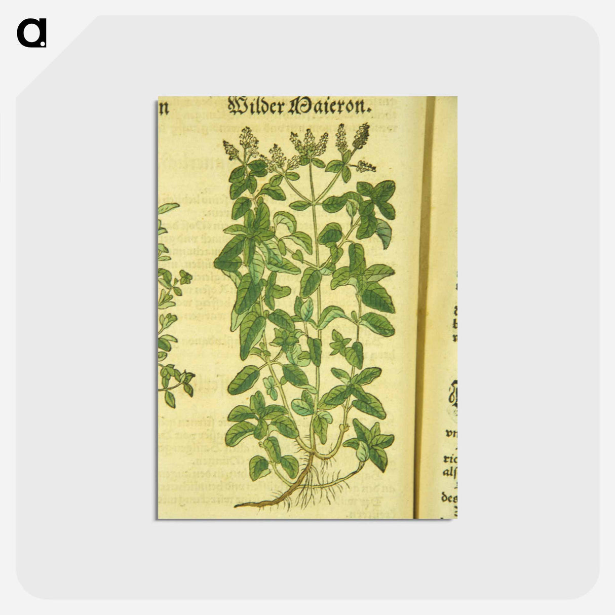 アートポストカード-Zamer Maieron, wilder Maieron
- 国立医学図書館 Postcard.
