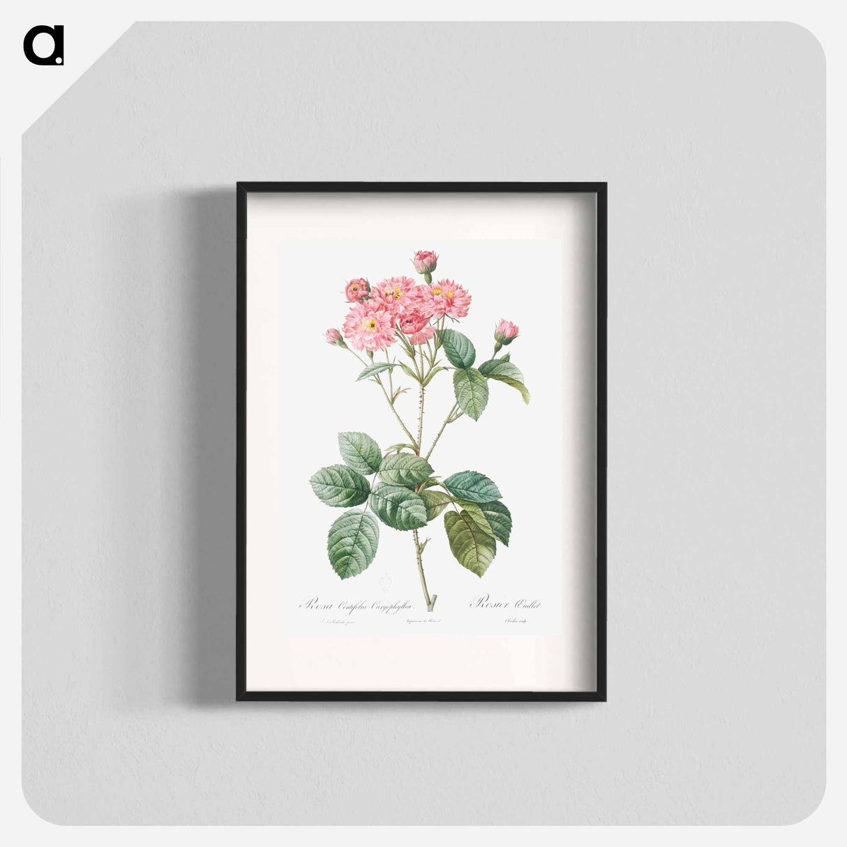 アートポスター-Carnation Petalled Variety of Cabbage Rose also known as Rose bush - ピエール ジョゼフ ルドゥーテ Poster.