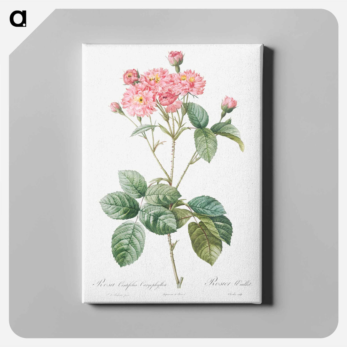 アートパネル-Carnation Petalled Variety of Cabbage Rose also known as Rose bush - ピエール ジョゼフ ルドゥーテ Canvas.