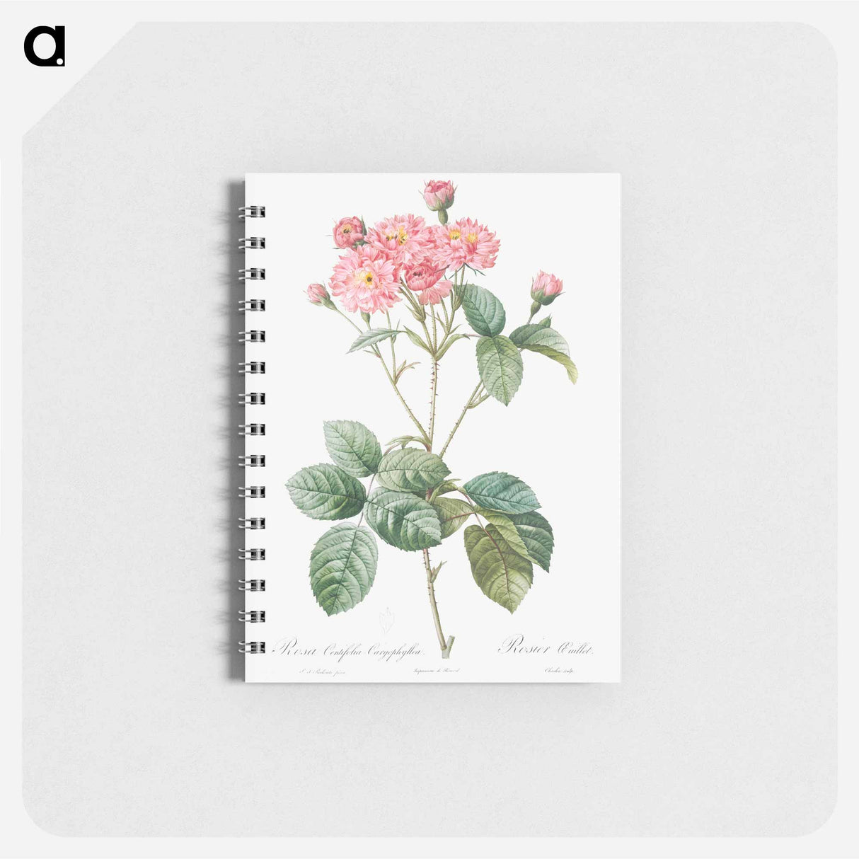 Carnation Petalled Variety of Cabbage Rose also known as Rose bush - ピエール ジョゼフ ルドゥーテ Memo.