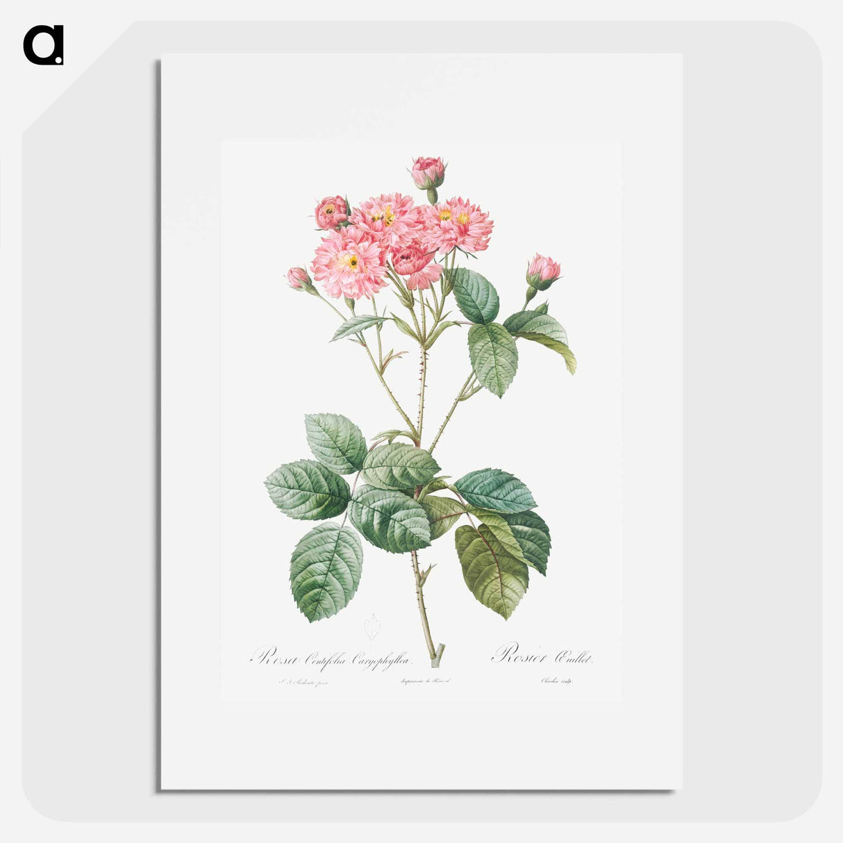 アートポスター-Carnation Petalled Variety of Cabbage Rose also known as Rose bush - ピエール ジョゼフ ルドゥーテ Poster.