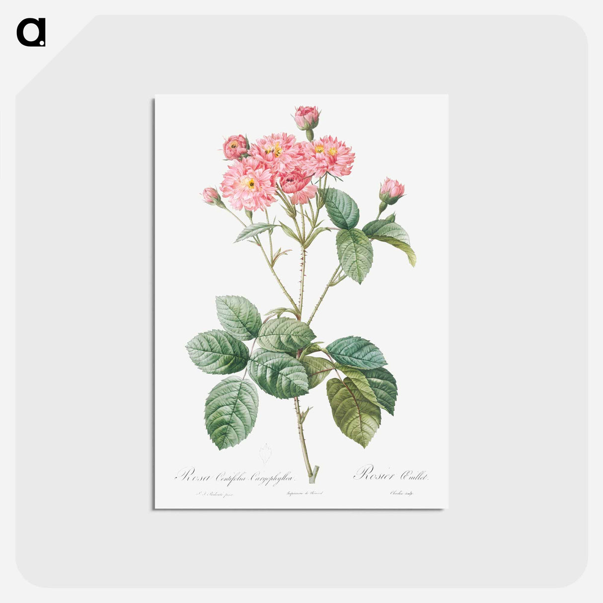 アートポストカード-Carnation Petalled Variety of Cabbage Rose also known as Rose bush - ピエール ジョゼフ ルドゥーテ Postcard.