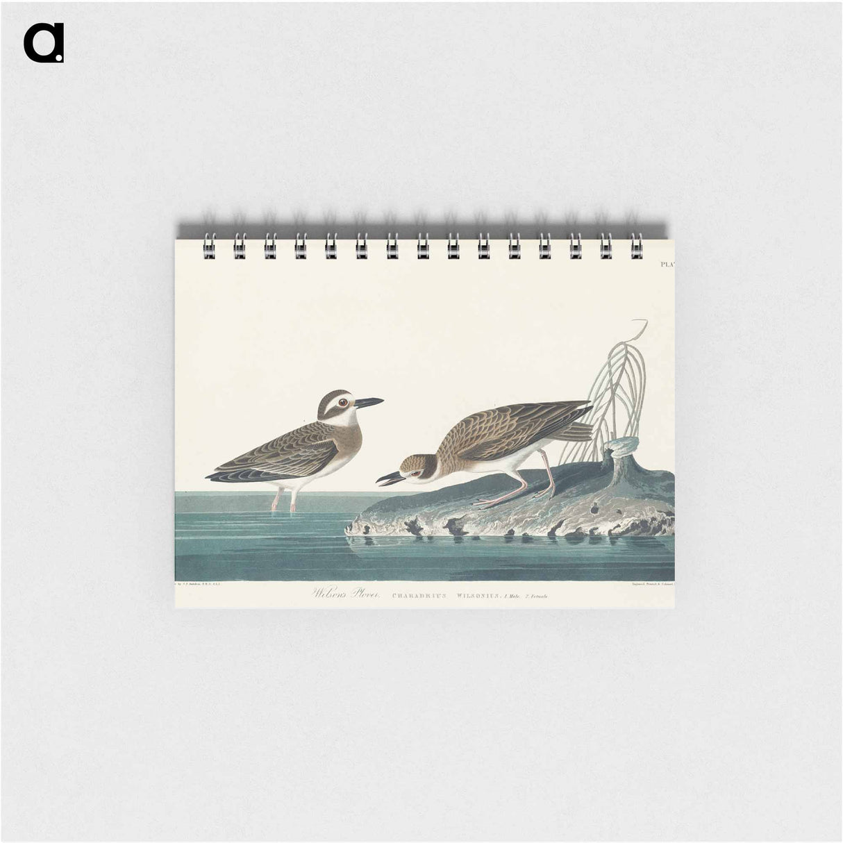 アートメモ帳-Wilson's Plover from Birds of America
- アメリカの鳥たち Memo.
