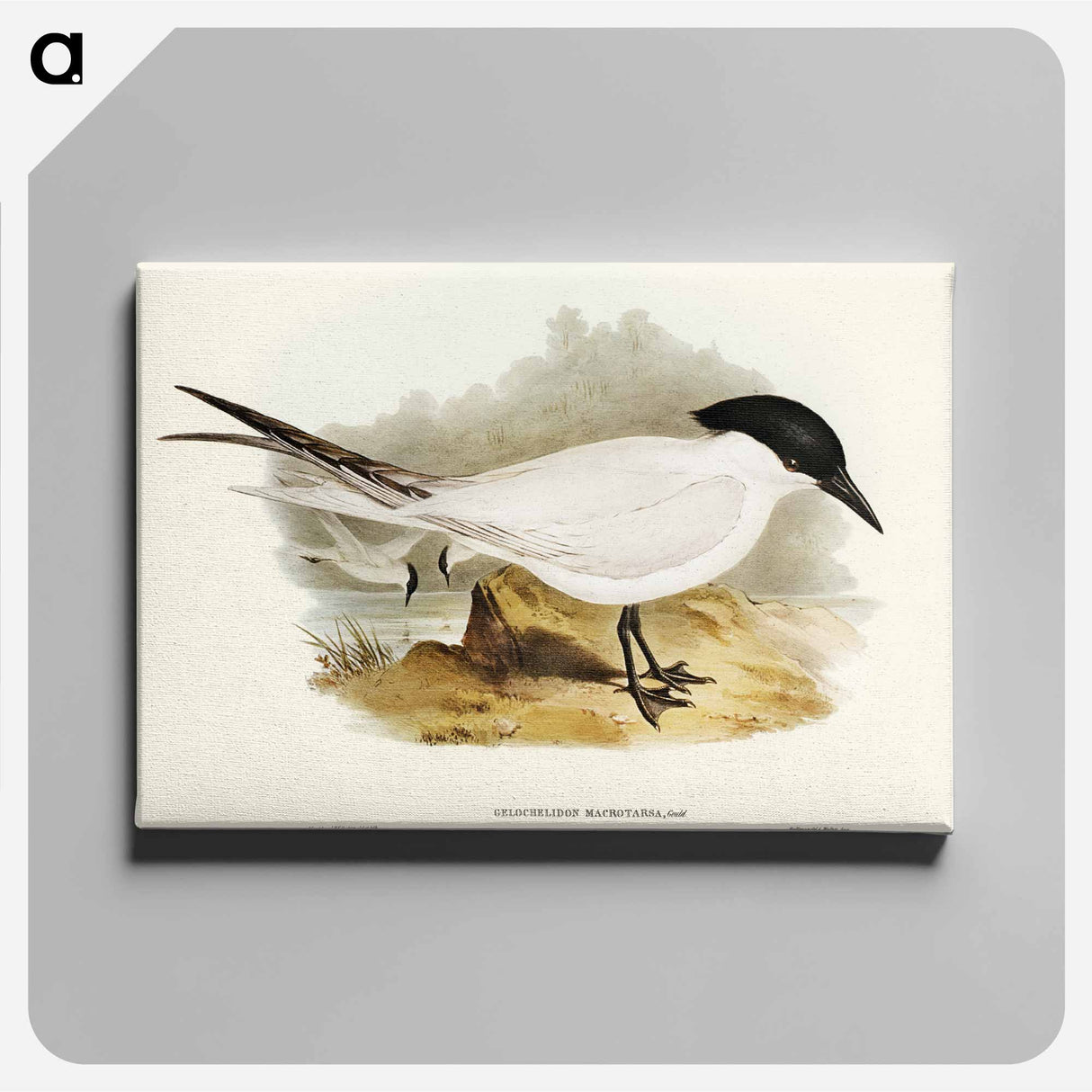 アートパネル-Great-footed Tern
- オーストラリアの鳥 Canvas.