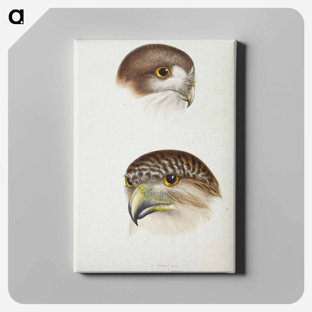 アートパネル-Australian Owls
- ジョン グールド Canvas.