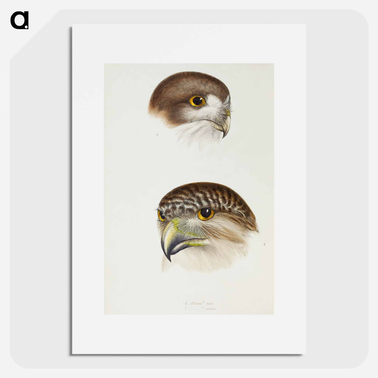 アートポスター-Australian Owls
- ジョン グールド Poster.