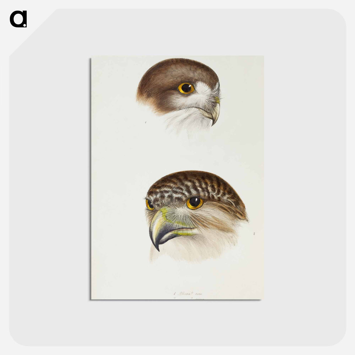 アートポストカード-Australian Owls
- ジョン グールド Postcard.