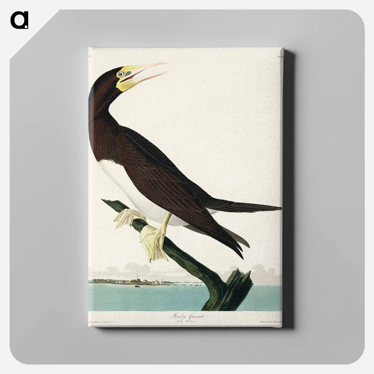 アートパネル-Booby Gannet
- ジョン ジェームス オーデュボン Canvas.