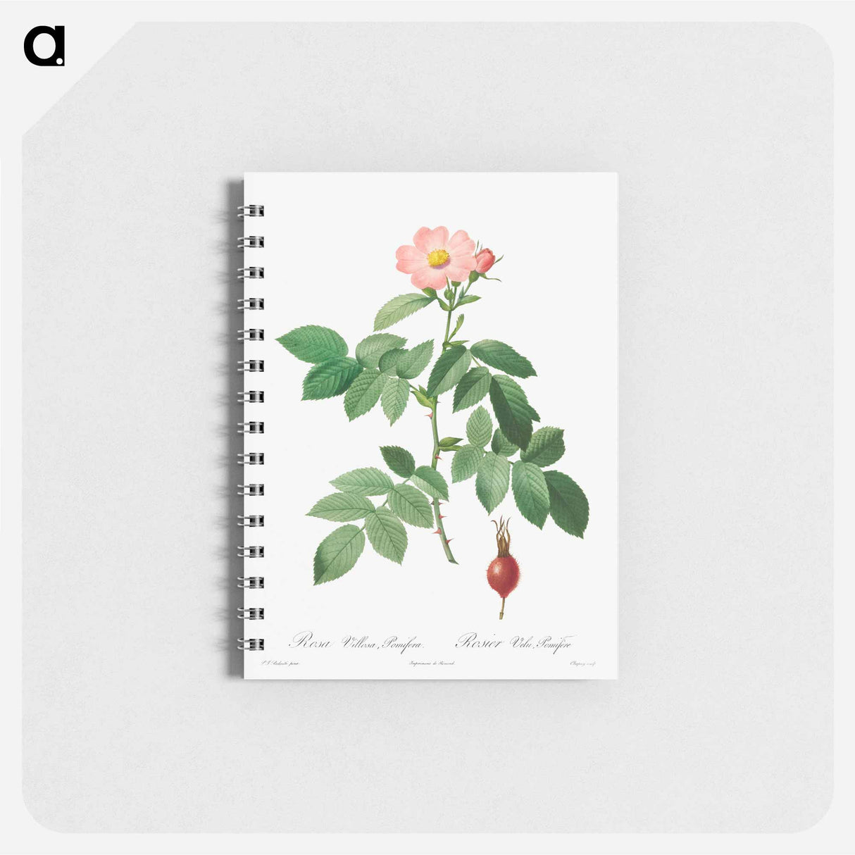 Rosa Villosa, Pomifera - ピエール ジョゼフ ルドゥーテ Memo.