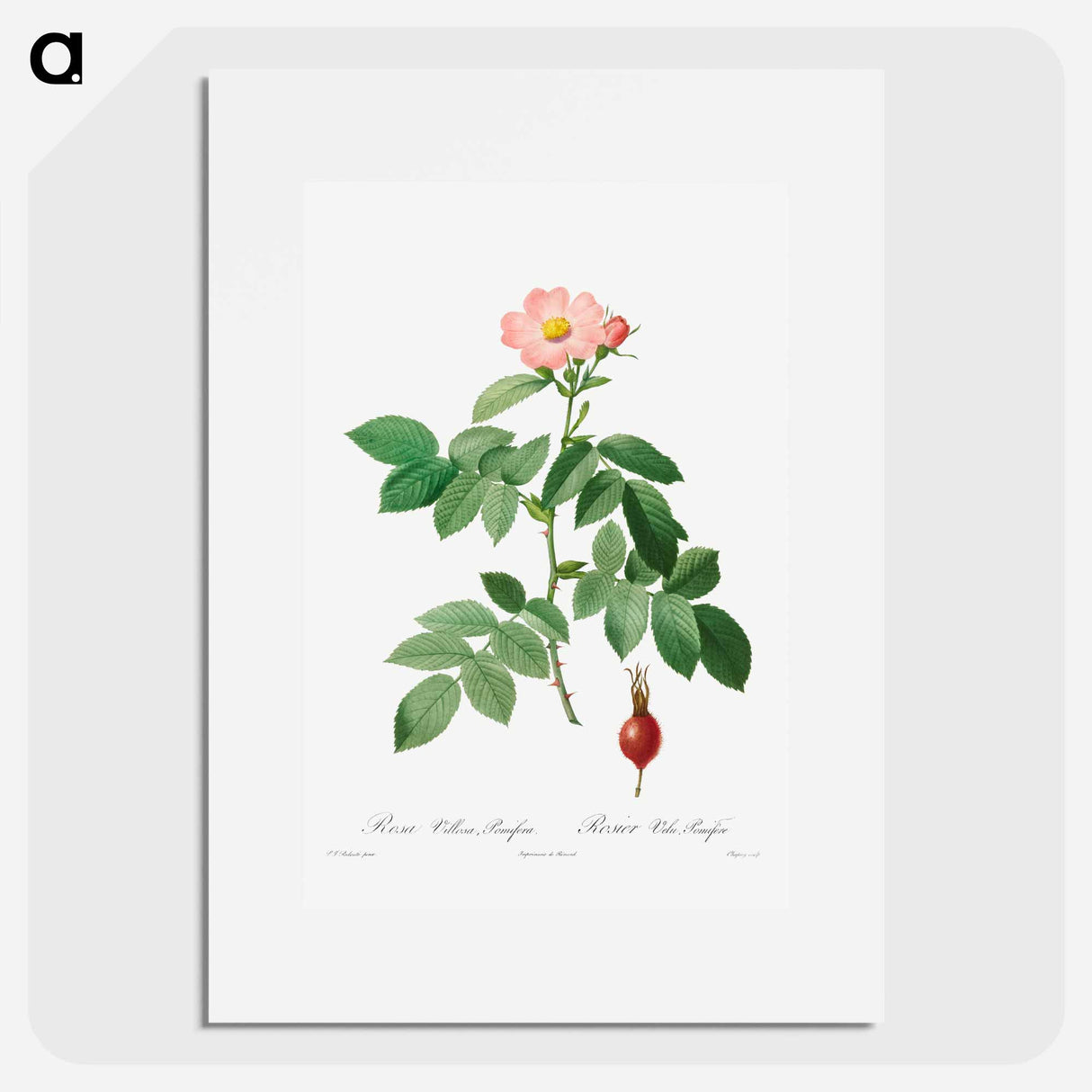 Rosa Villosa, Pomifera - ピエール ジョゼフ ルドゥーテ Poster.