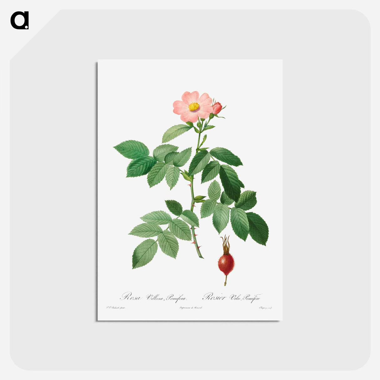 アートポストカード-Rosa Villosa, Pomifera - ピエール ジョゼフ ルドゥーテ Postcard.