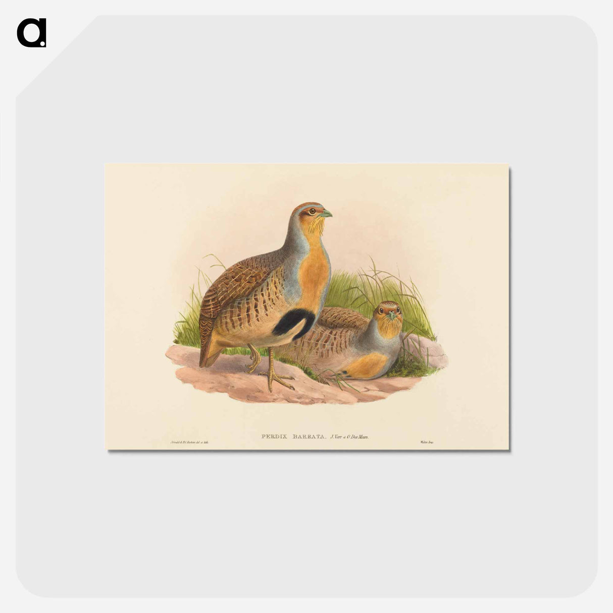 アートポストカード-Daurian Partridge
- ジョン グールド Postcard.