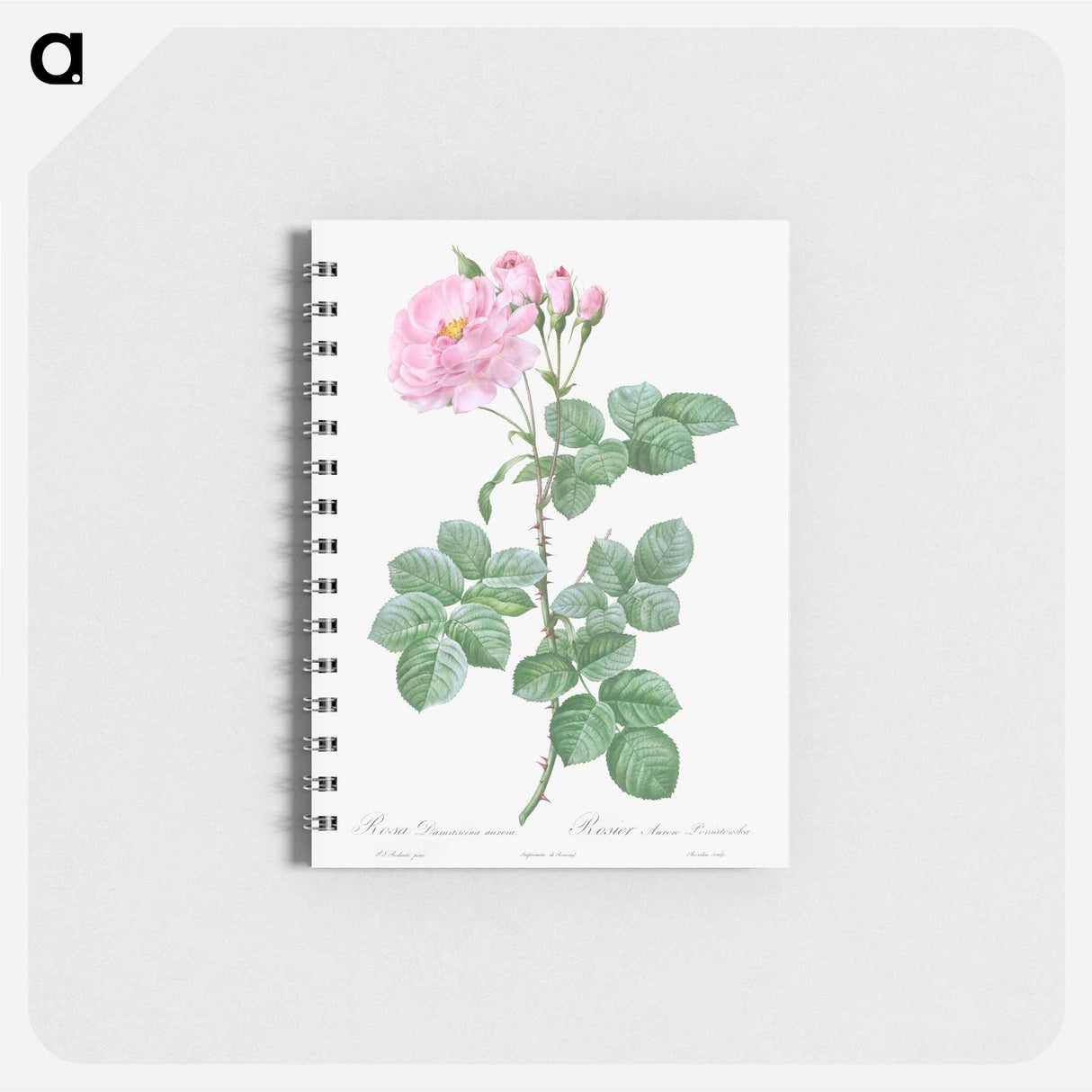 Aurora Poniatowska, Rosa damascena aurora - ピエール ジョゼフ ルドゥーテ Memo.