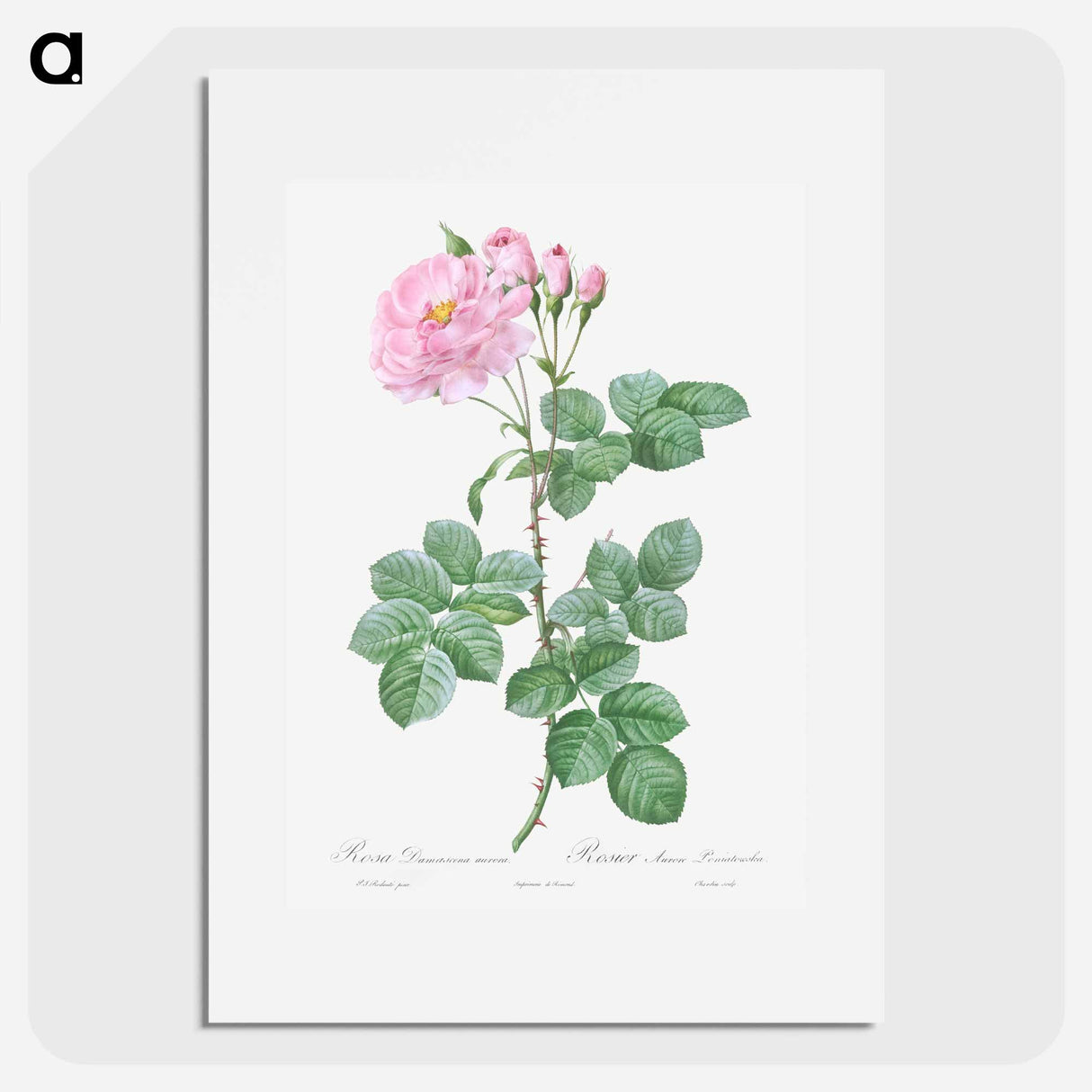 Aurora Poniatowska, Rosa damascena aurora - ピエール ジョゼフ ルドゥーテ Poster.