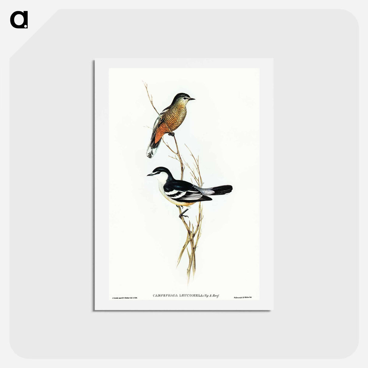 アートポストカード-Black and White Cuckooshrike
- オーストラリアの鳥 Postcard.