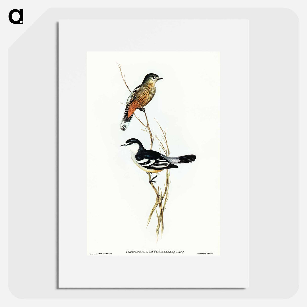 アートポスター-Black and White Cuckooshrike
- オーストラリアの鳥 Poster.