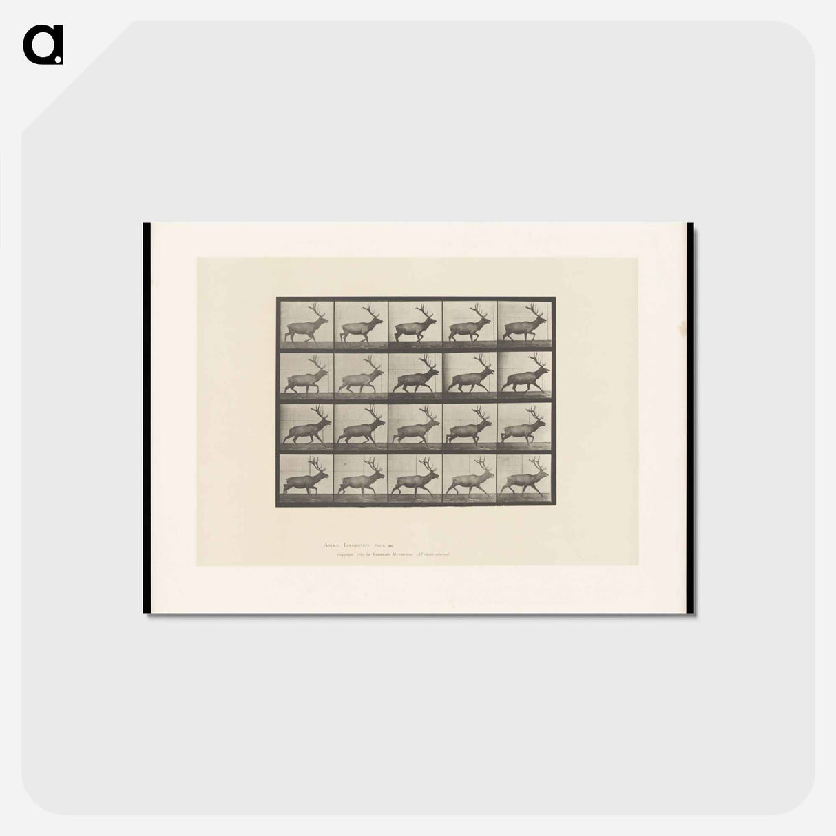 アートポストカード-Moose Walking
- エドワード マイブリッジ Postcard.