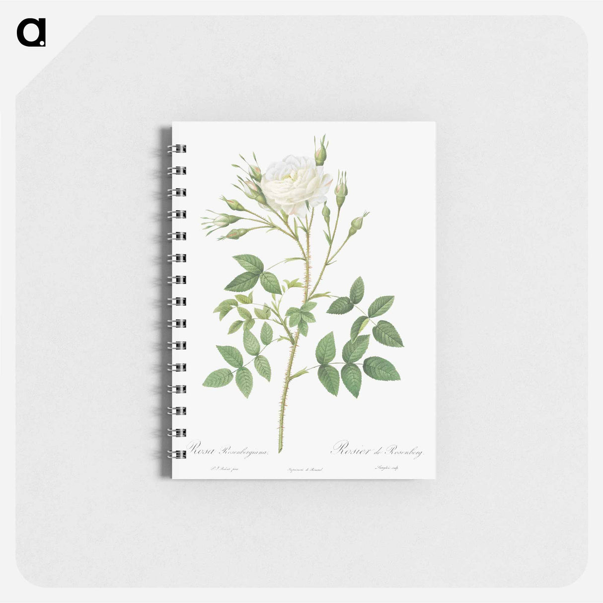 Rose of Rosenberg - ピエール ジョゼフ ルドゥーテ Memo.