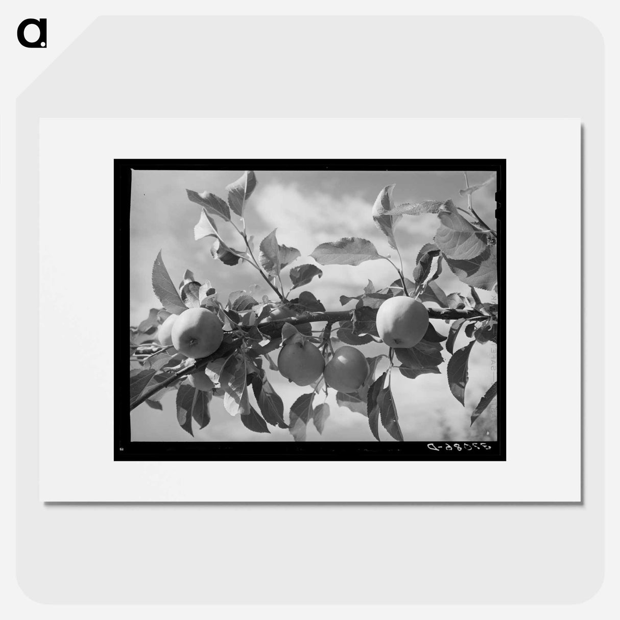 アートポスター-Apples of the Rio Pueblo
- ラッセル リー Poster.