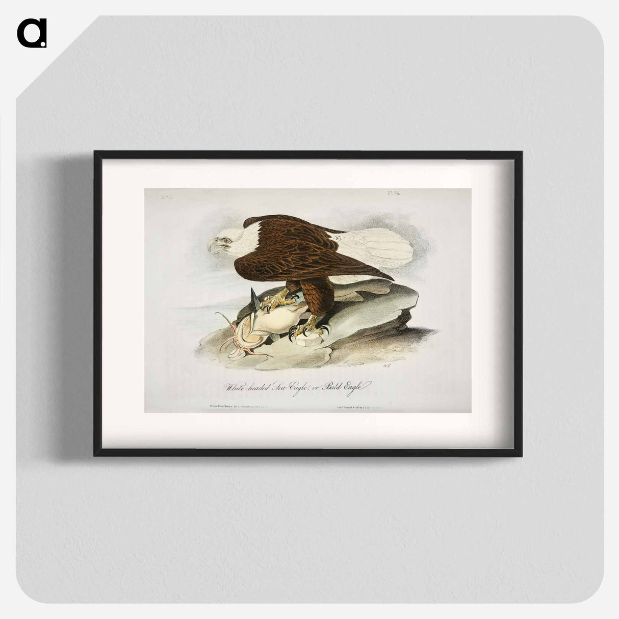 アートポスター-Birds of America
- ジョン ジェームス オーデュボン Poster.