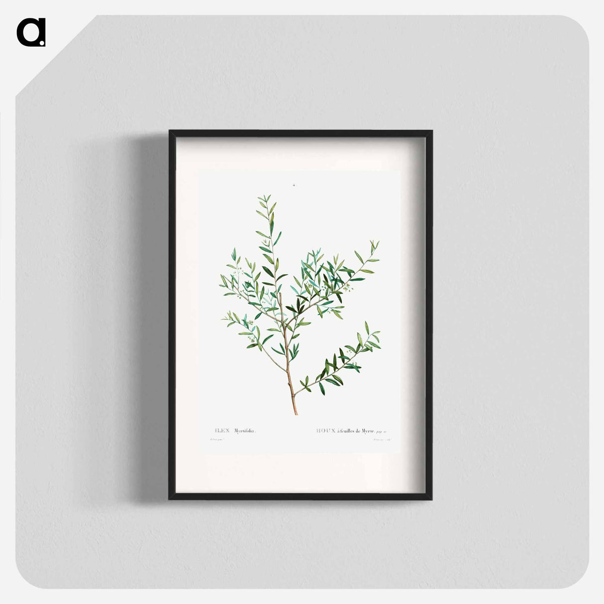 Myrtle dahoon - Pierre Joseph Redouté Poster.