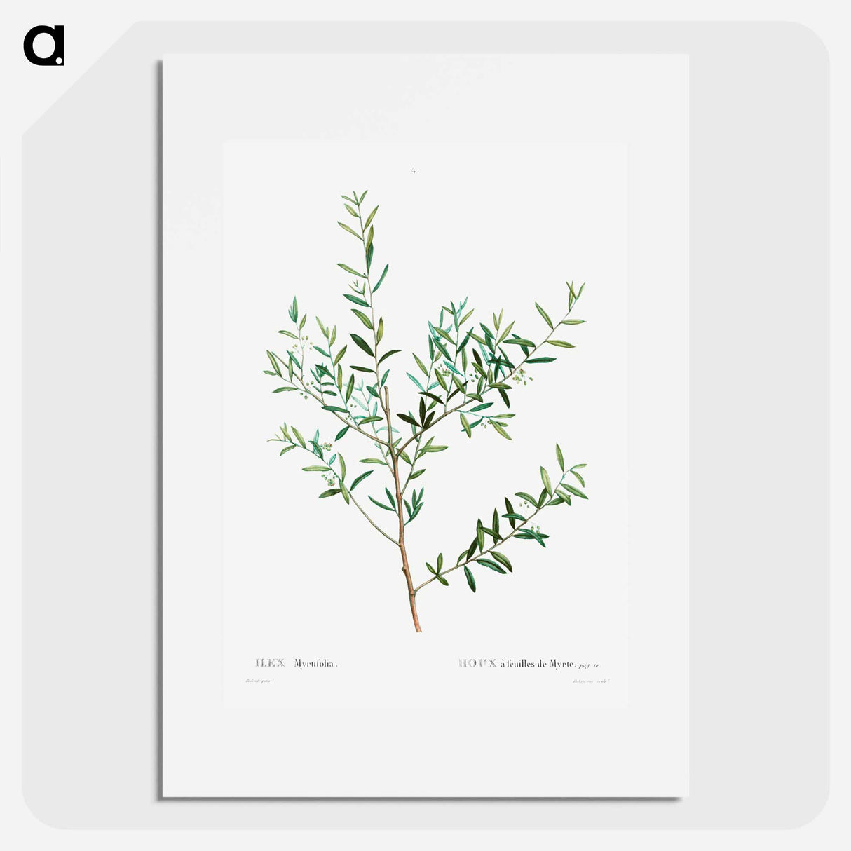 Myrtle dahoon - Pierre Joseph Redouté Poster.