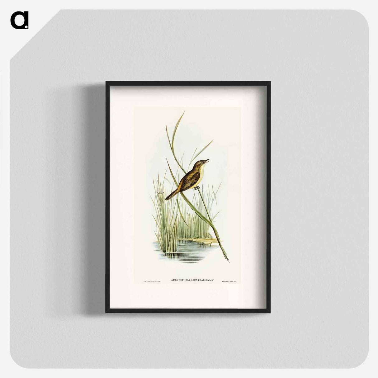 アートポスター-Reed Warbler
- オーストラリアの鳥 Poster.