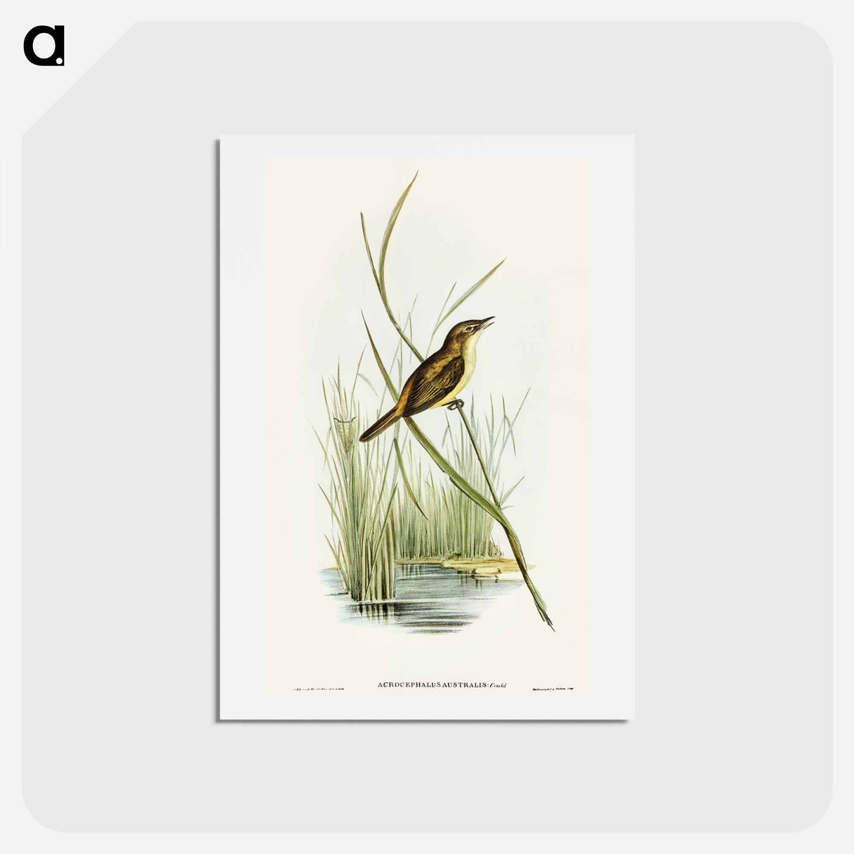 アートポストカード-Reed Warbler
- オーストラリアの鳥 Postcard.