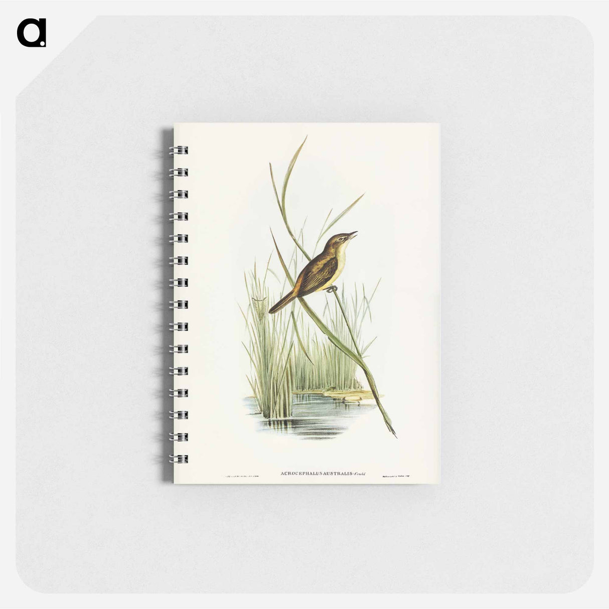 アートメモ帳-Reed Warbler
- オーストラリアの鳥 Memo.