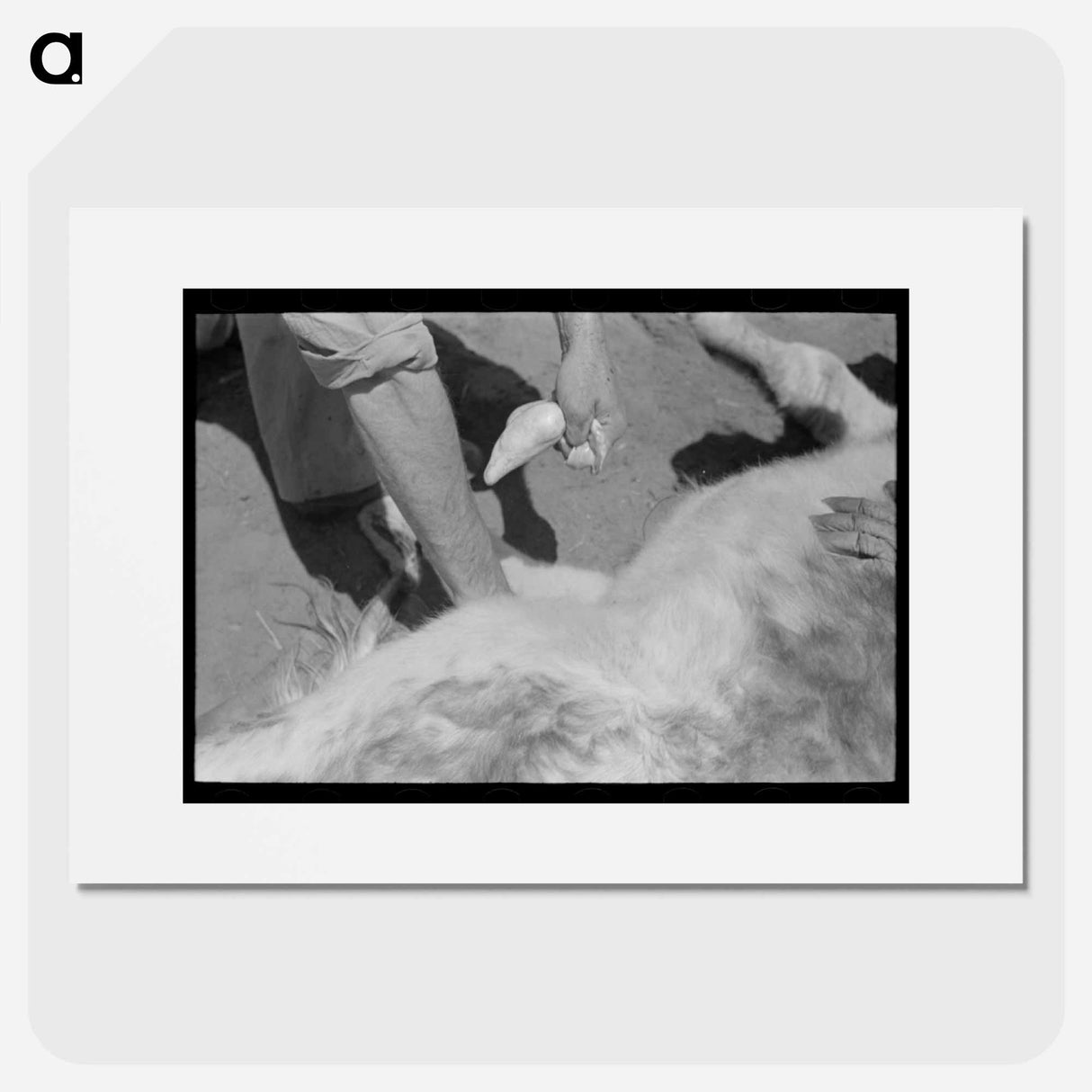 アートポスター-Calf Castration, Spur, Texas
- ラッセル リー Poster.