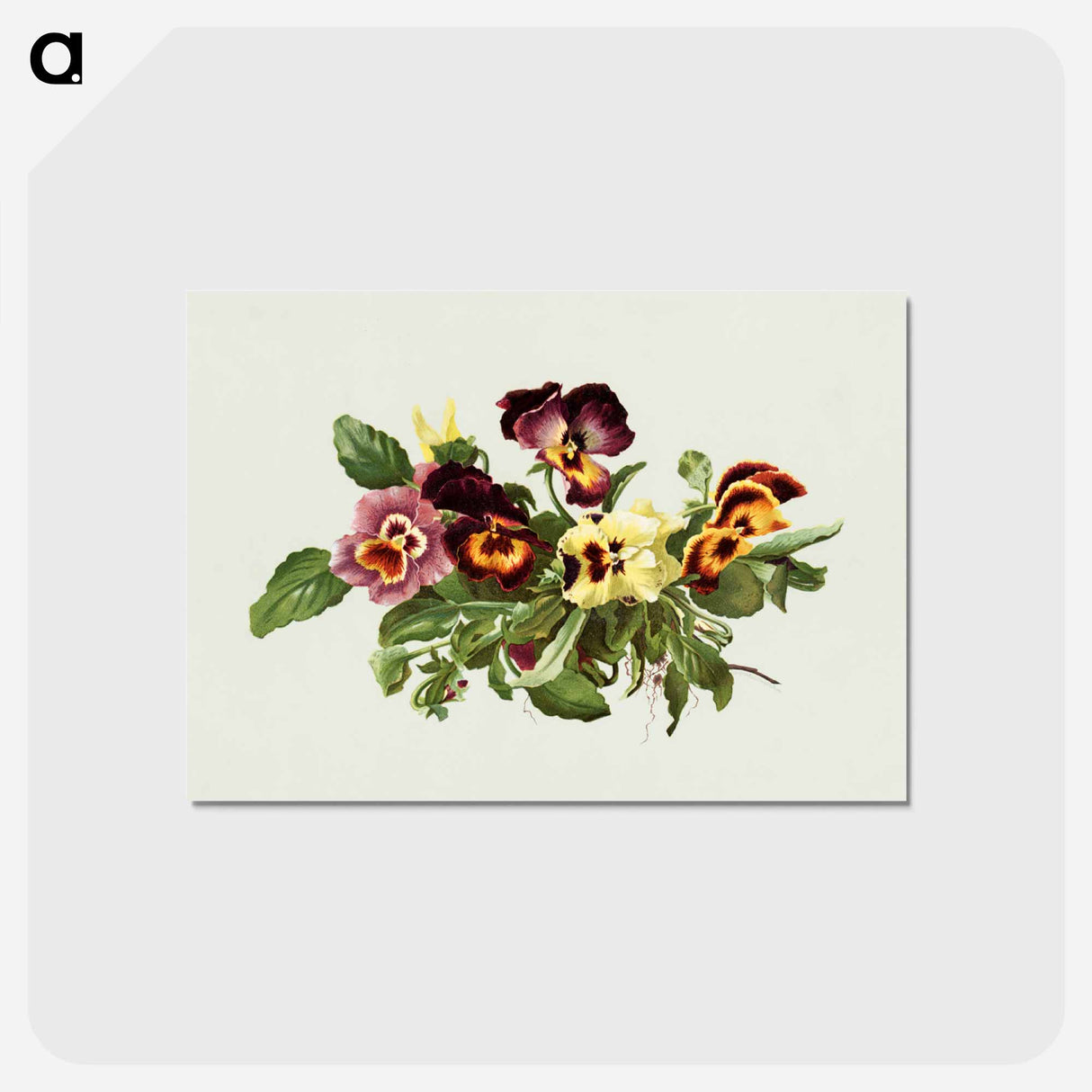 アートポストカード-Pansies
- ボストン公共図書館 Postcard.