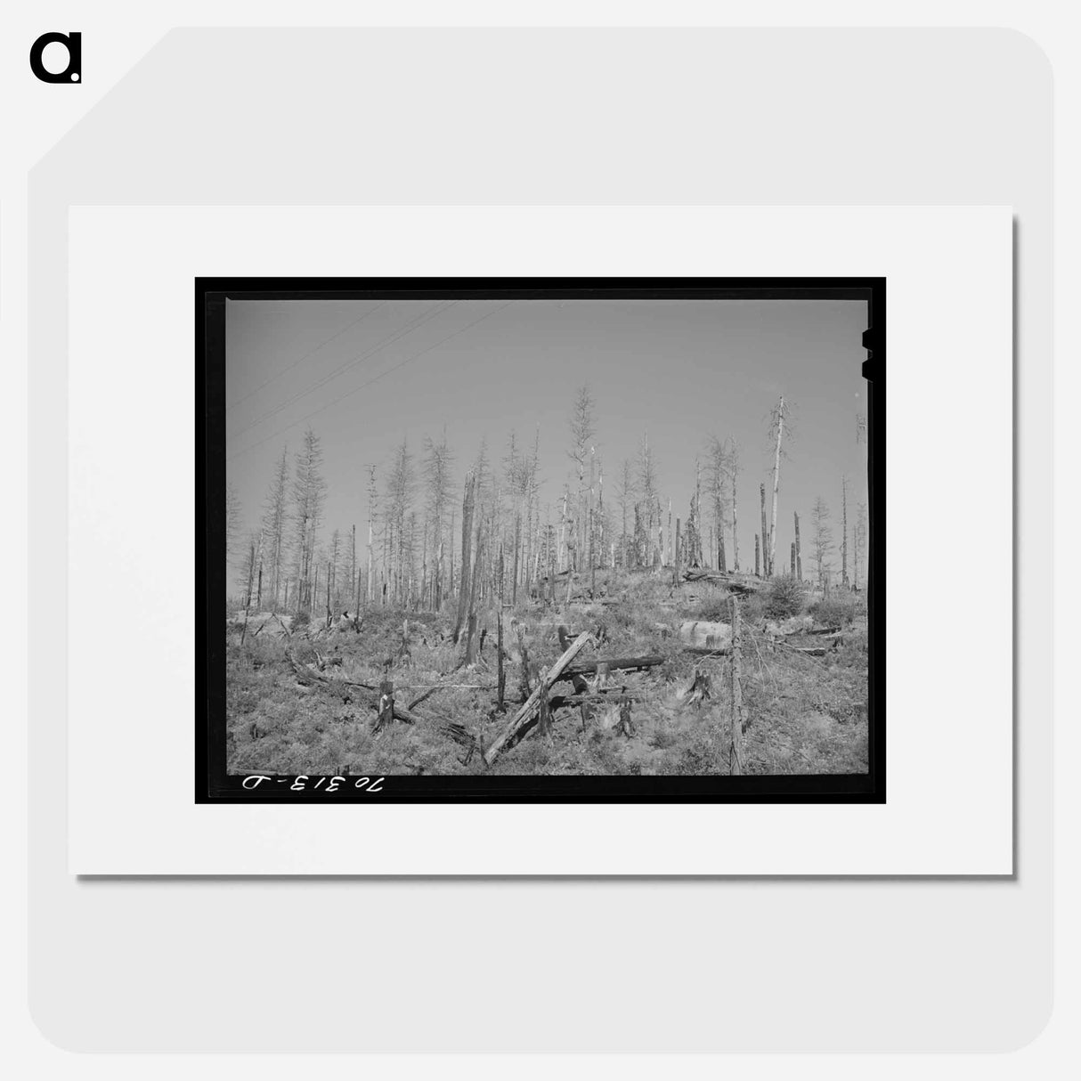 アートポスター-Burned Over Forest Land
- ラッセル リー Poster.