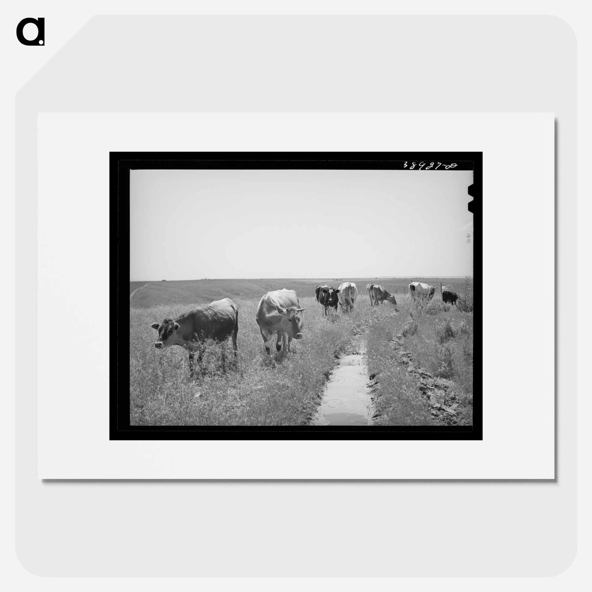 アートポスター-Browning's Cows, Dead Ox Flat
- ラッセル リー Poster.