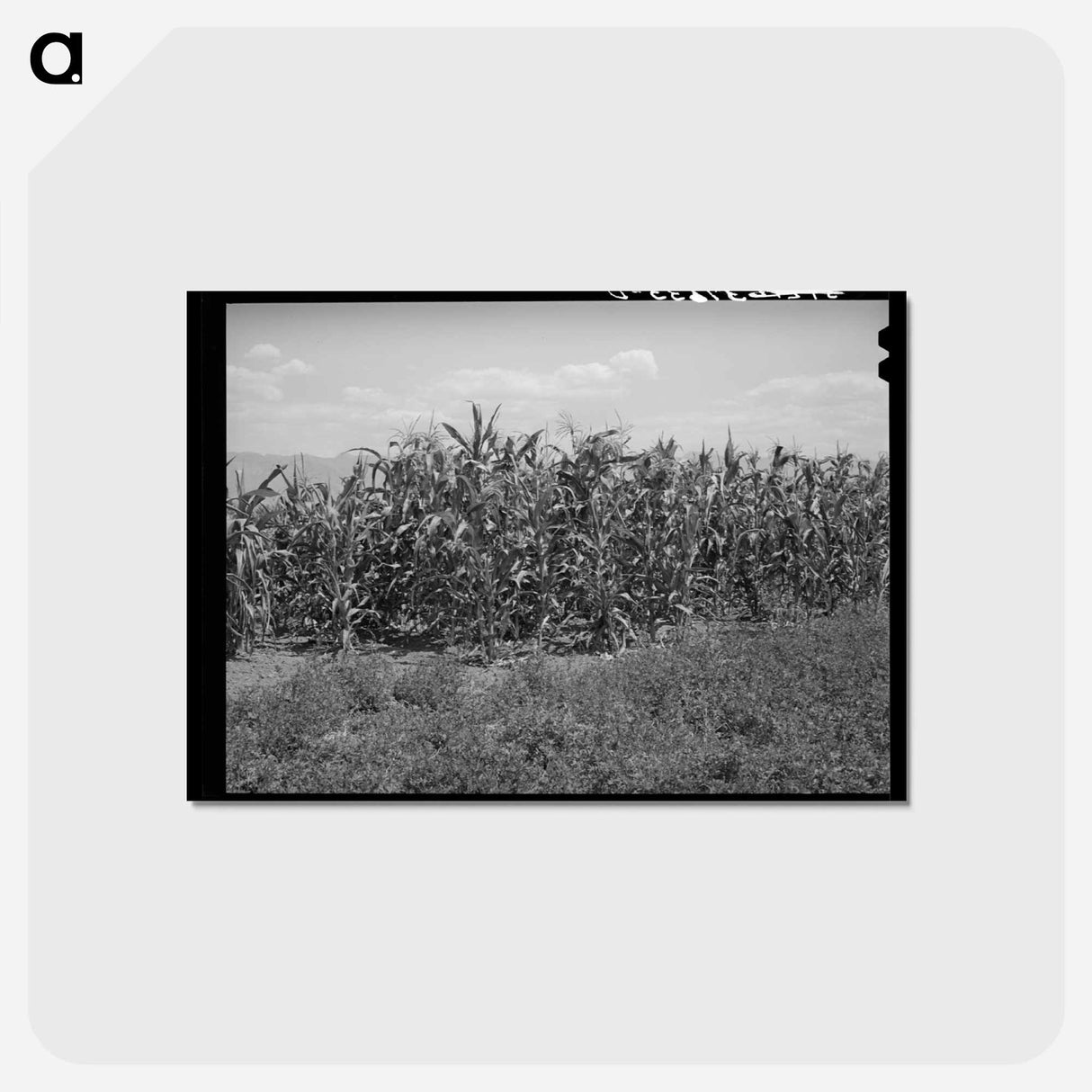 アートポストカード-Corn and Alfalfa
- ラッセル リー Postcard.