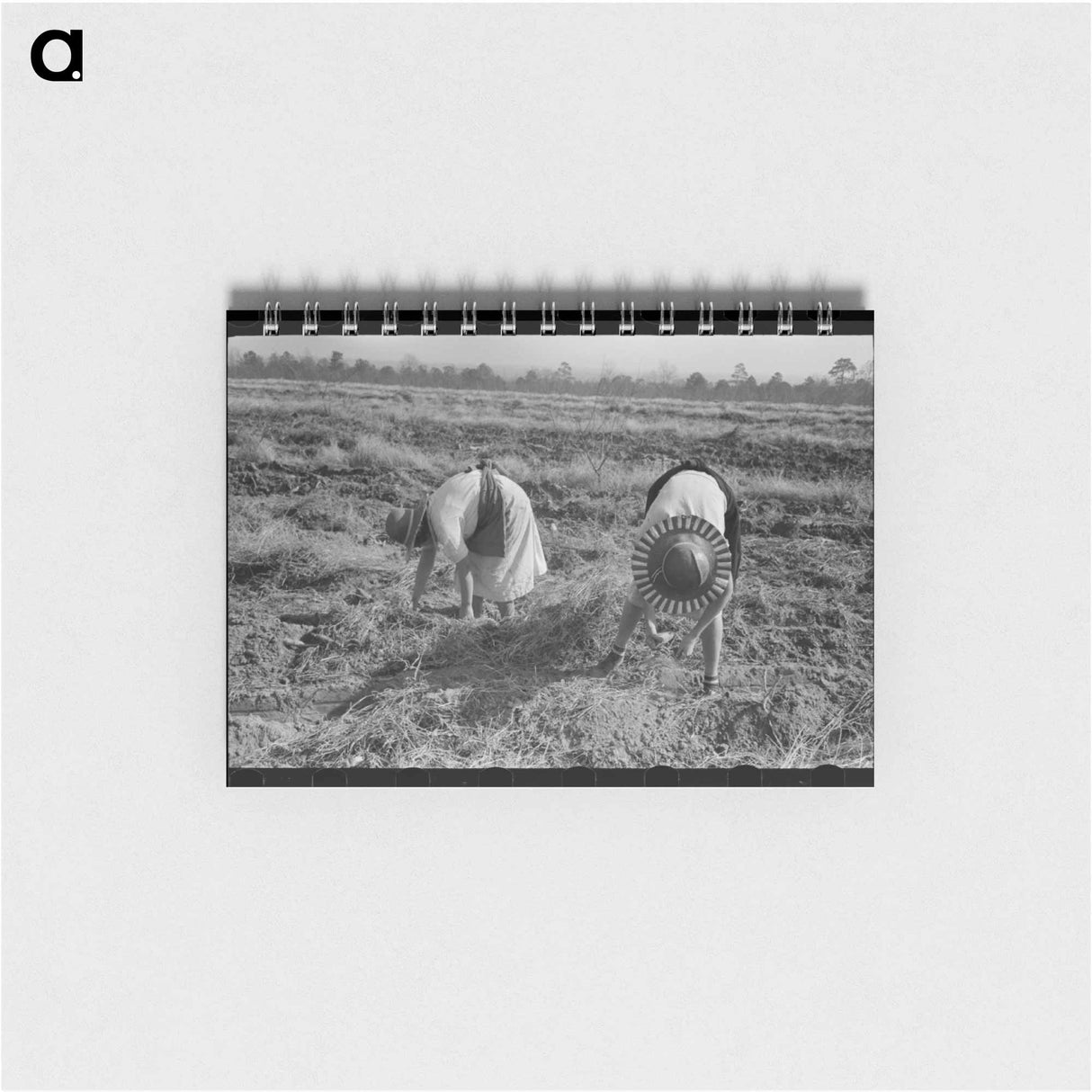 アートメモ帳-Sweet Potato Harvest
- ラッセル リー Memo.