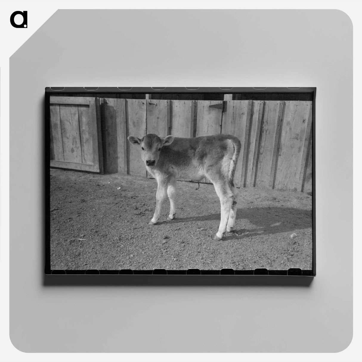 アートパネル-Calf at Casa Grande Farms
- ラッセル リー Canvas.