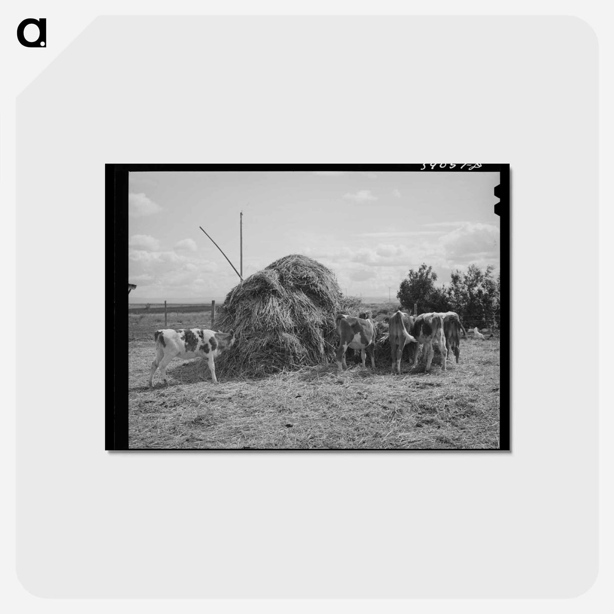 アートポストカード-Cattle on Vale-Owyhee Farm
- ラッセル リー Postcard.