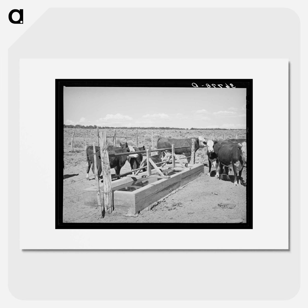 アートポスター-Beef Cattle at the Water Trough
- ラッセル リー Poster.