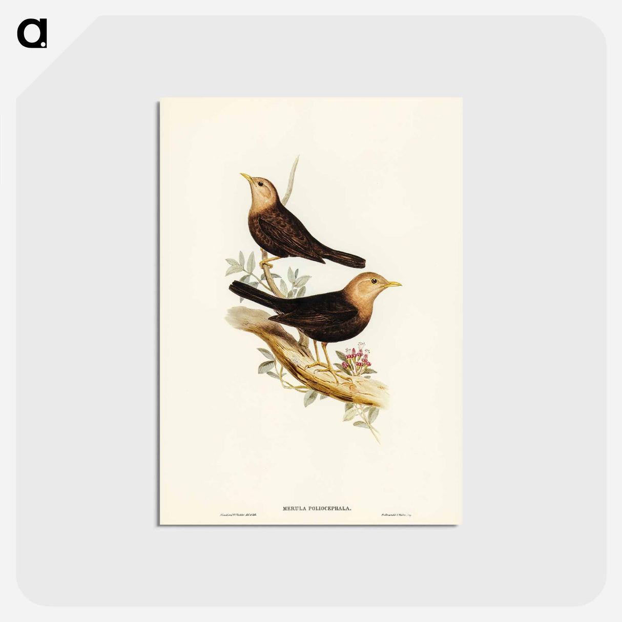 アートポストカード-Grey-headed Blackbird
- ジョン グールド Postcard.