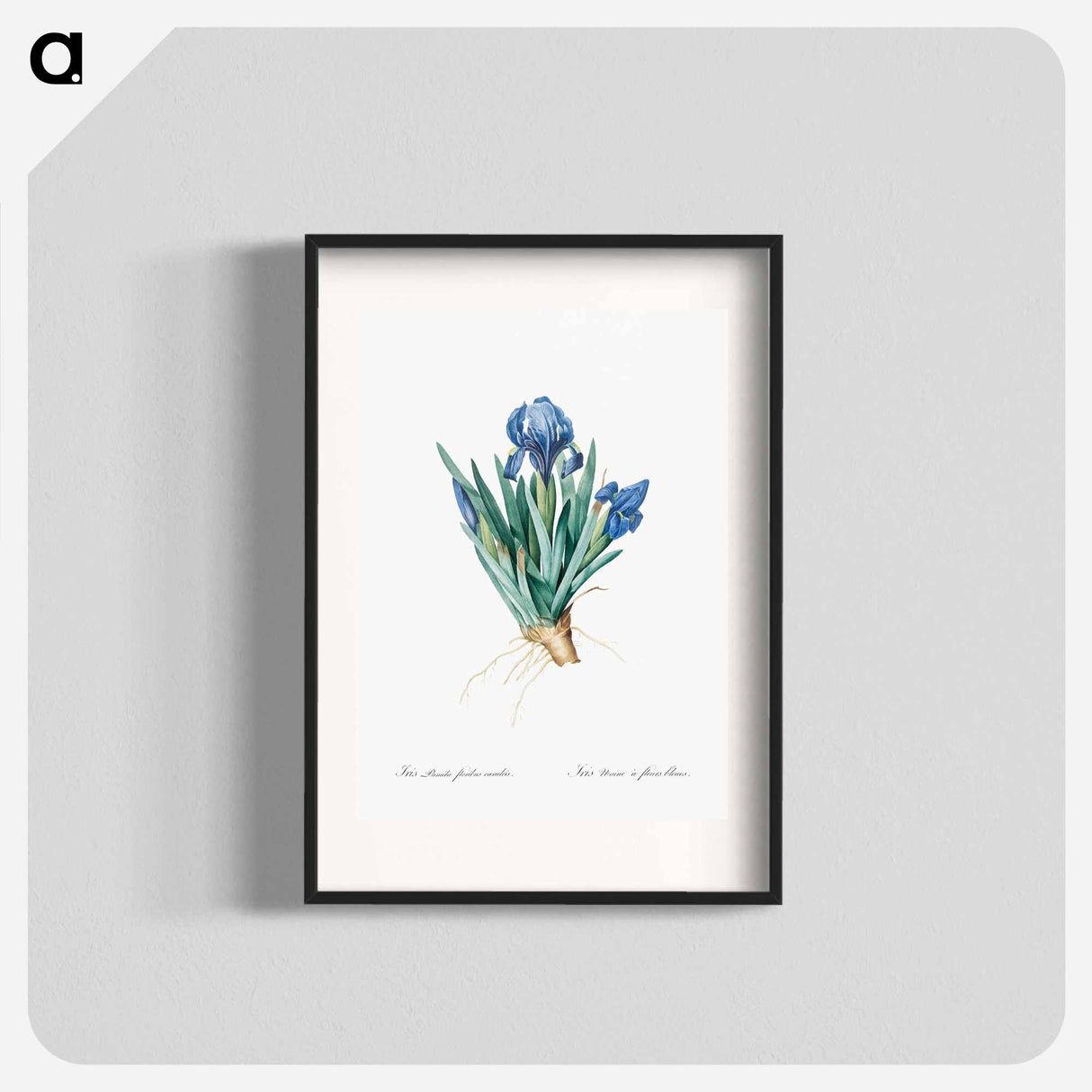 Pygmy iris illustration - Pierre Joseph Redouté Poster.