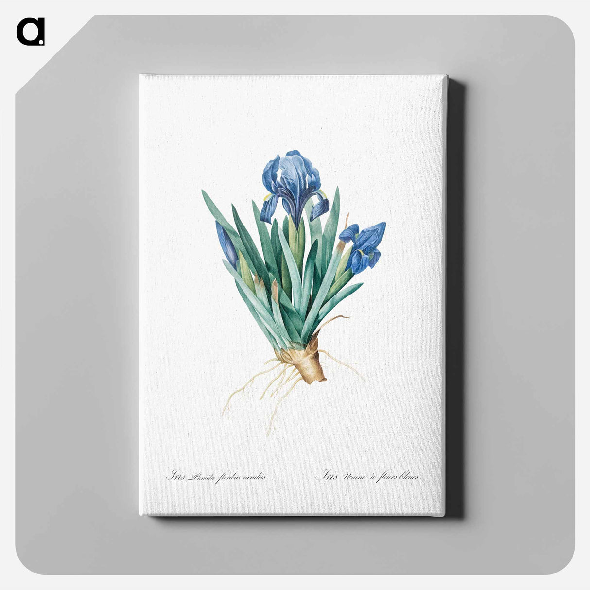 Pygmy iris illustration - Pierre-Joseph Redouté Canvas.