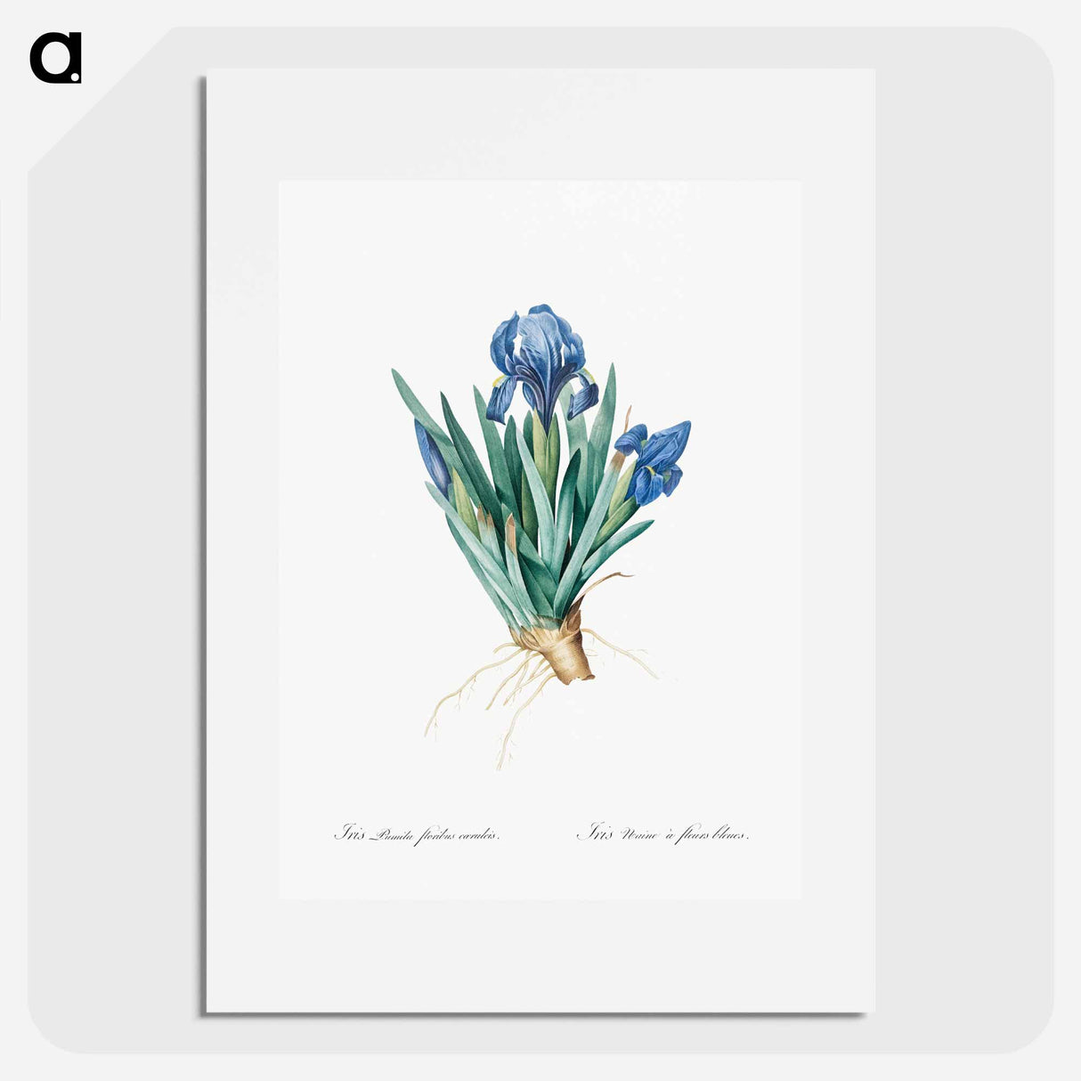 Pygmy iris illustration - Pierre Joseph Redouté Poster.