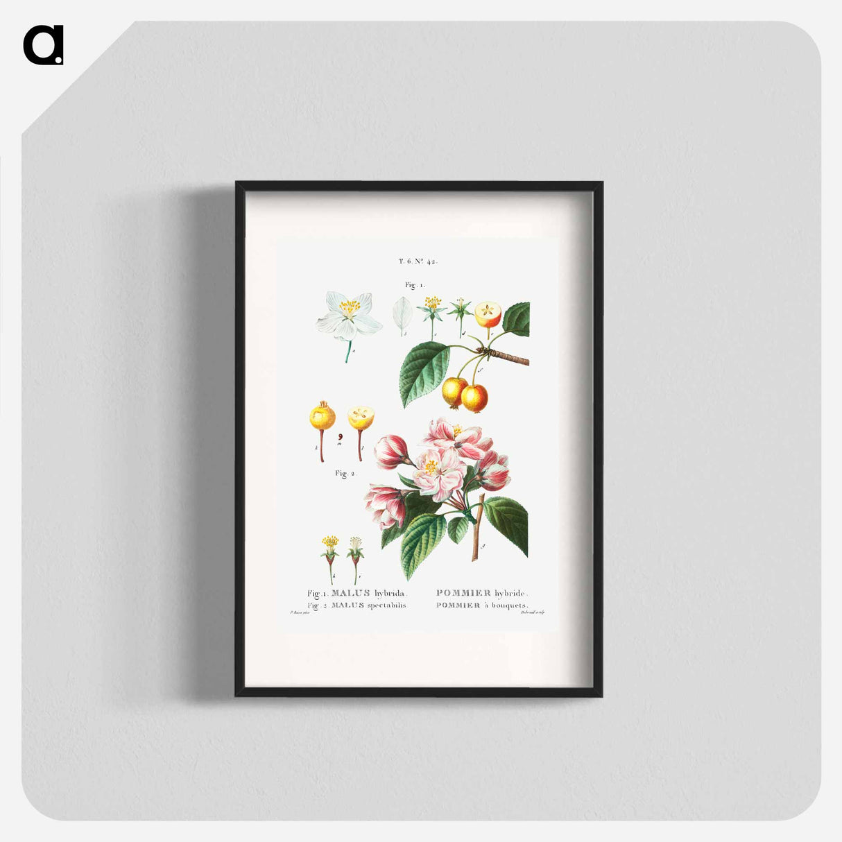 Flowering crabapple (Malus hybrida) 2. Chinese flowering apple (Malus spectabilis) - Pierre-Joseph Redouté Poster.