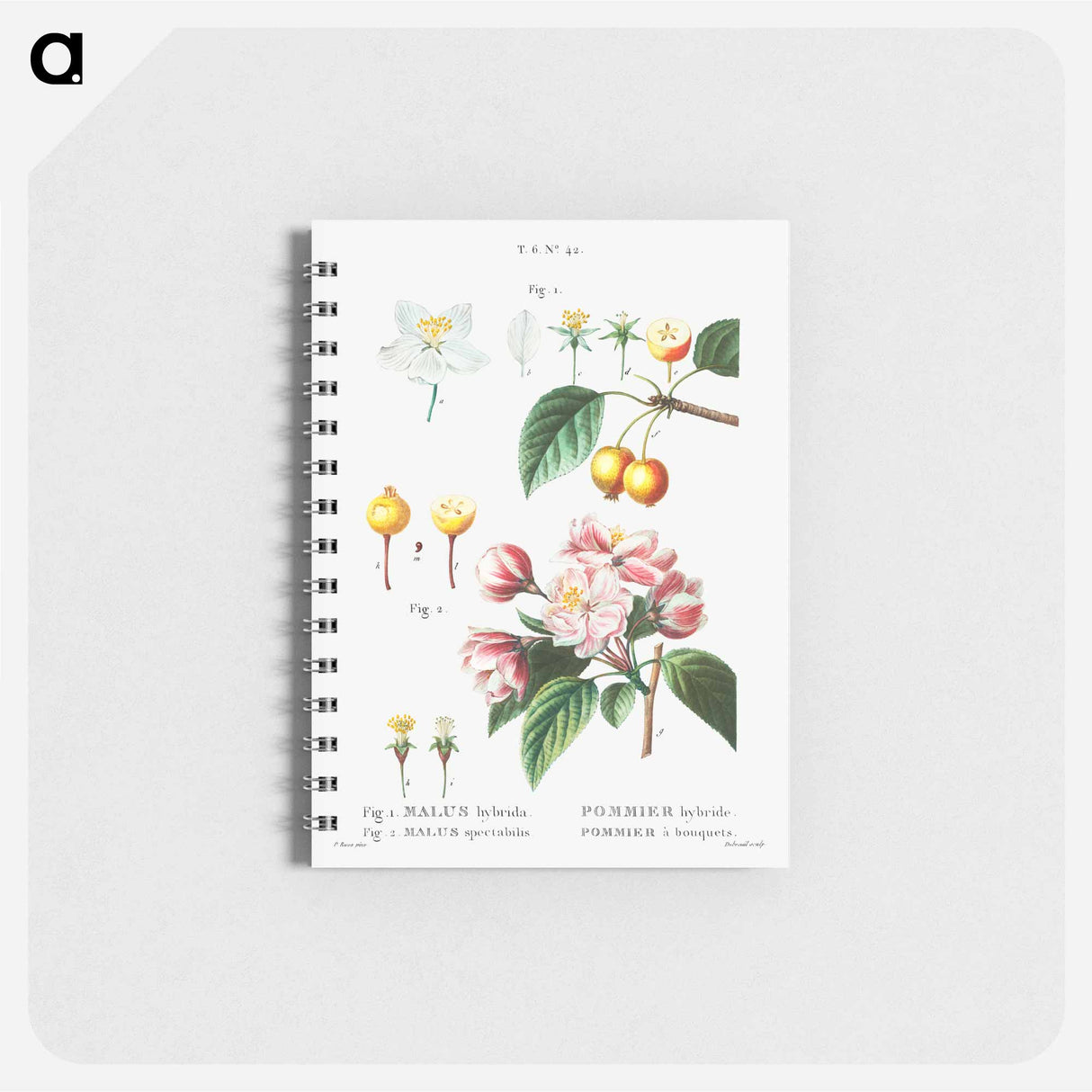 Flowering crabapple (Malus hybrida) 2. Chinese flowering apple (Malus spectabilis) - ピエール ジョゼフ ルドゥーテ Memo.