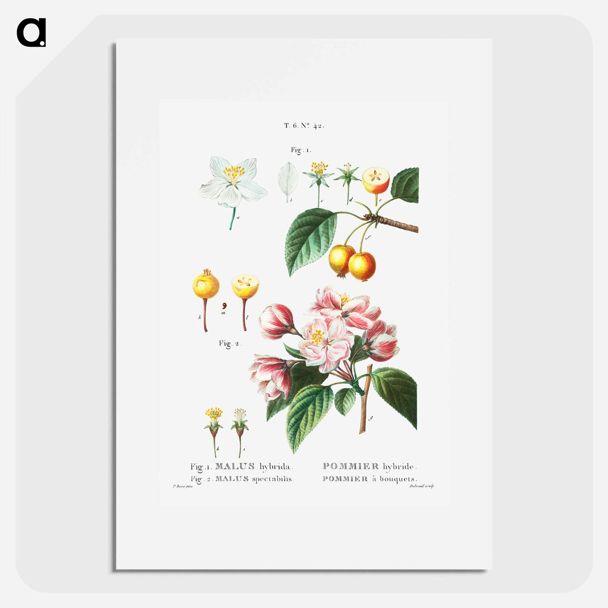 Flowering crabapple (Malus hybrida) 2. Chinese flowering apple (Malus spectabilis) - Pierre-Joseph Redouté Poster.