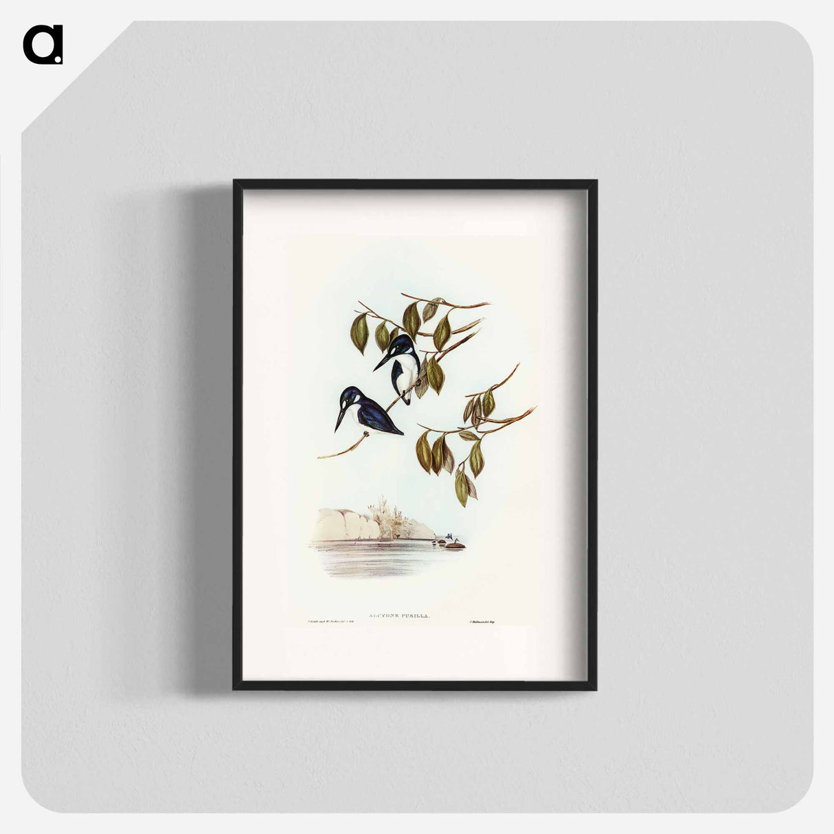 Little Kingfisher
- オーストラリアの鳥 Poster.