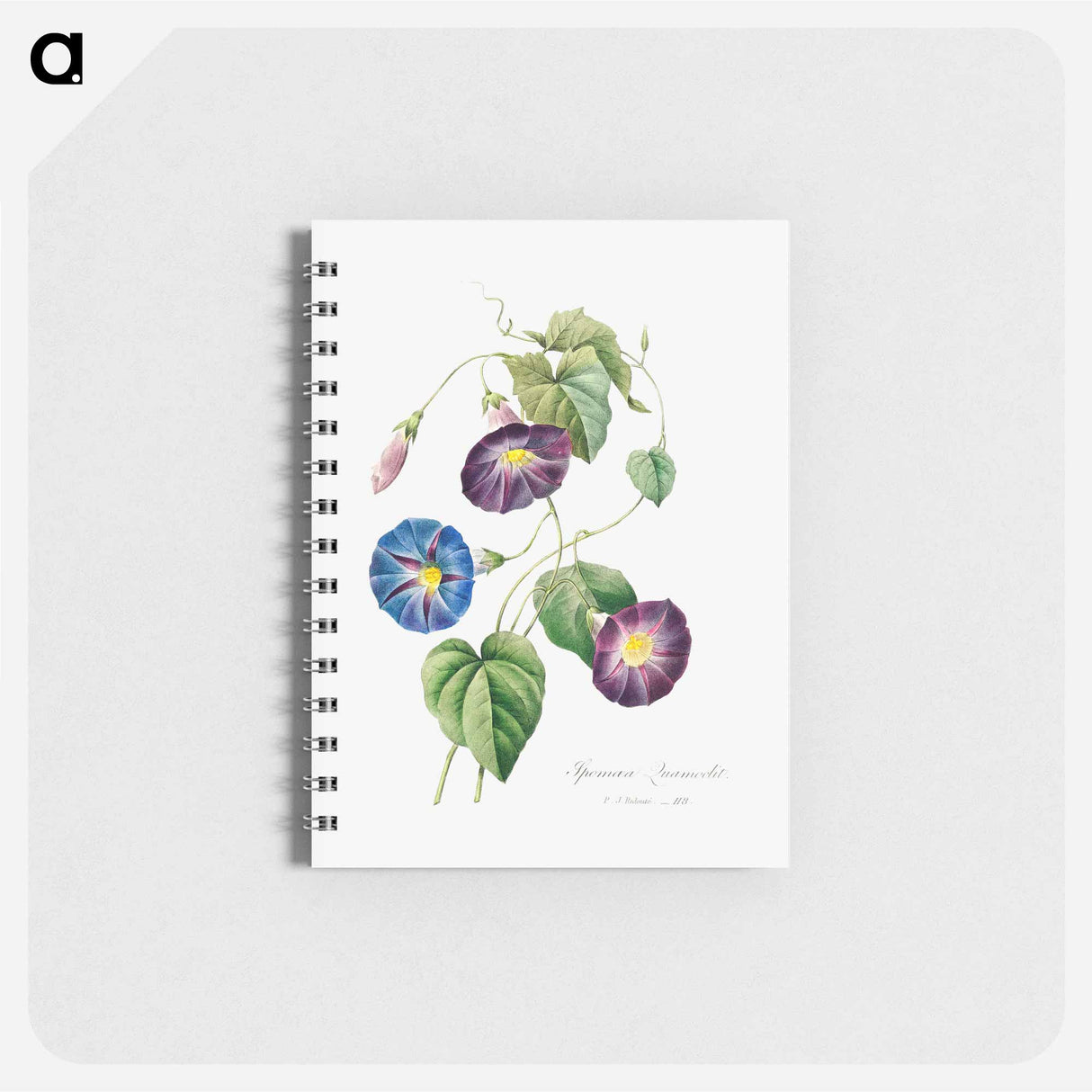 Morning glory - ピエール ジョゼフ ルドゥーテ Memo.